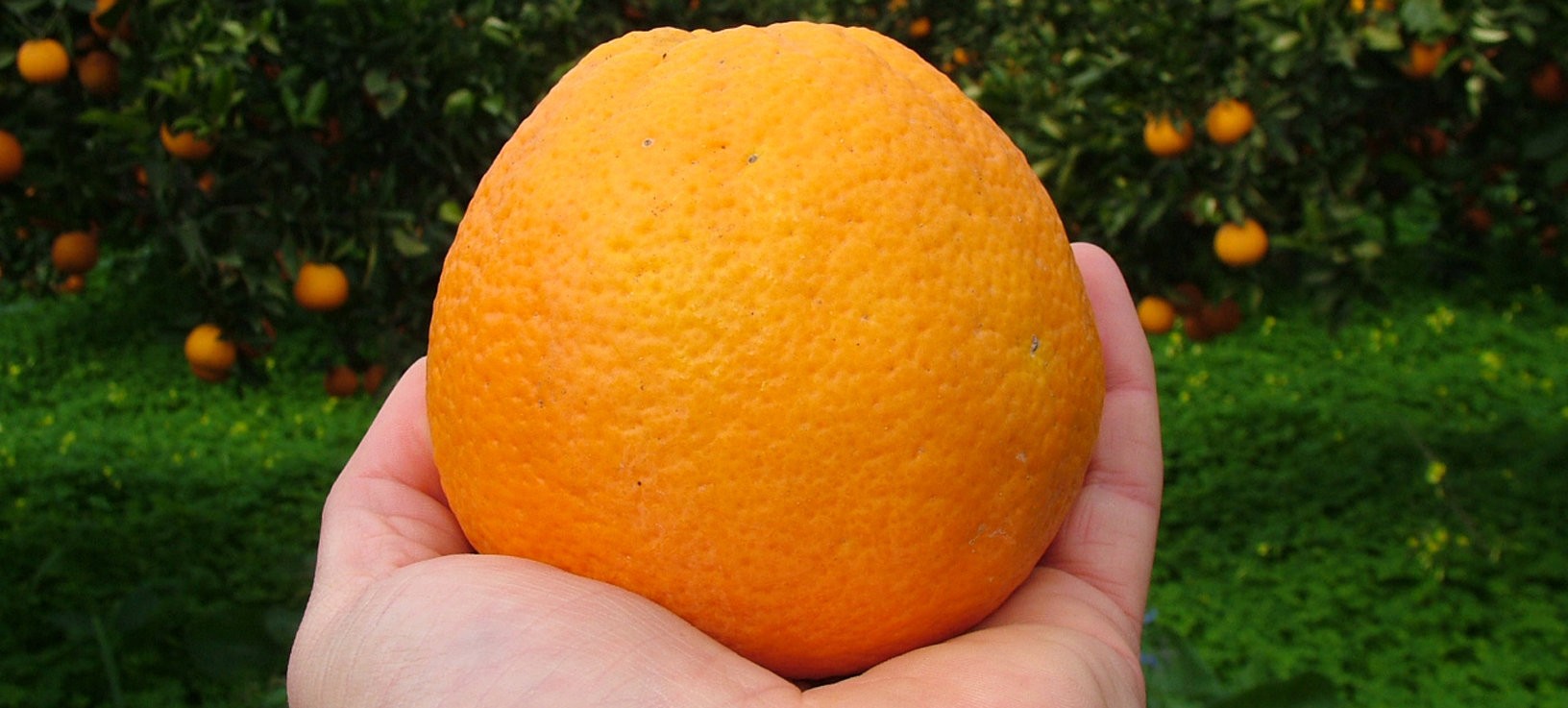 Frutto della nostra terra